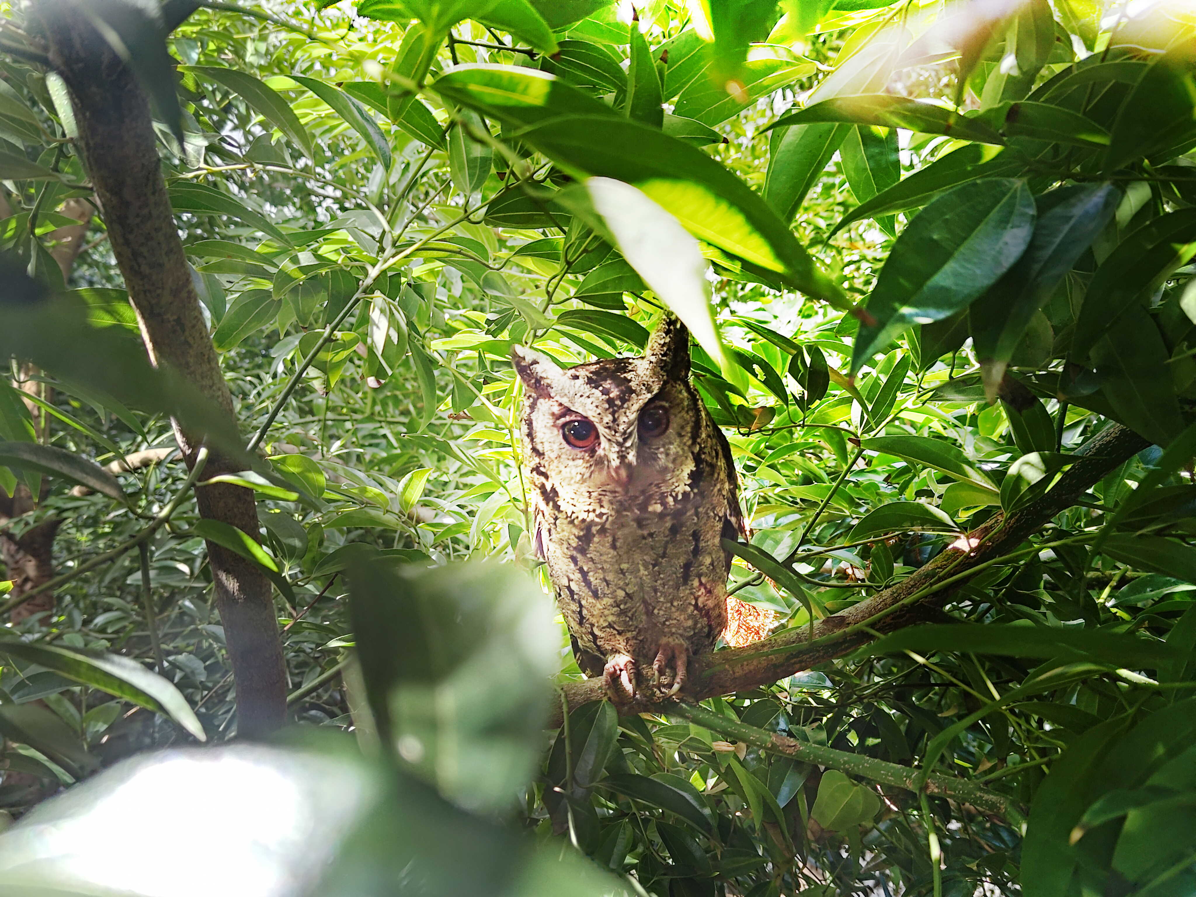 友達致力提倡淨零綠生活，16年以來在全球各廠區植樹逾百萬棵，造就各廠區樹木蔚然成林，猶如森林工廠，成為許多生物的棲息地